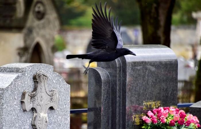 Warum ist der 3. Januar der Tag des Jahres, an dem in Frankreich die meisten Menschen sterben?