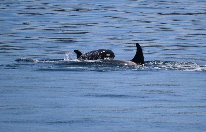 Sechs Jahre nachdem ein Orca sein totes Baby mehrere Tage lang getragen hat, zeigt er dasselbe Verhalten bei einem anderen Kalb