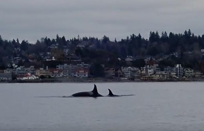 Tahlequah, der Orca, der tagelang ihr totes Baby trug, trauert erneut