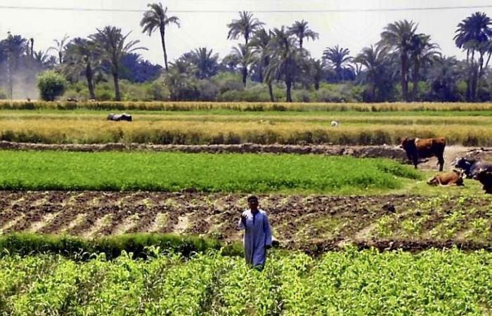 Kenia | Die emiratische Gruppe Al Dahra verhandelt über die Pacht von 81.000 Hektar landwirtschaftlicher Nutzfläche