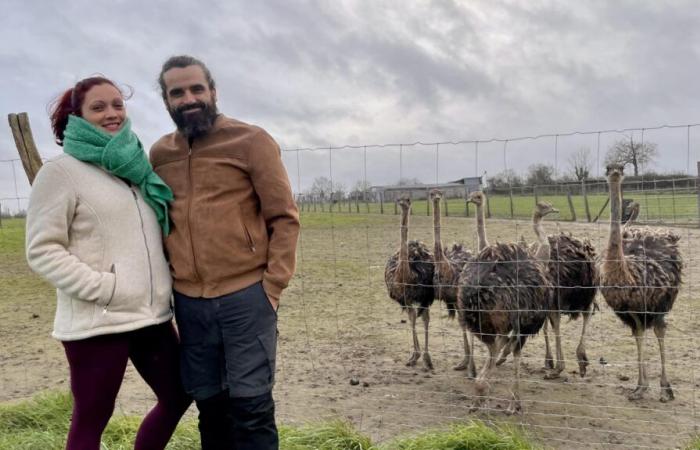 Zwei neue Gesichter beim Ostrich Walk in La Peyratte