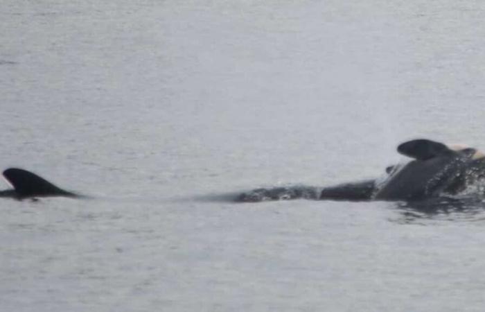 Orca mit totem Kalb im Pazifik gesehen