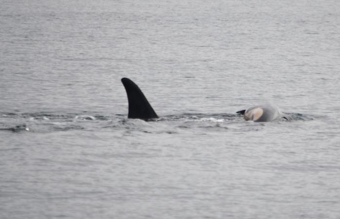 Ein Orca trauert erneut um den Tod eines seiner Kälber