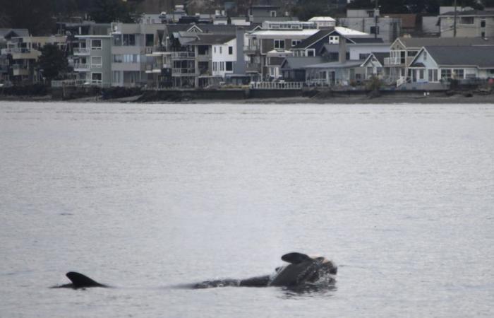 Ein Orca trauert erneut um den Tod eines seiner Kälber