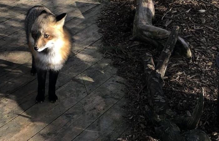 Ein Tierheim braucht Ihre alten natürlichen Weihnachtsbäume