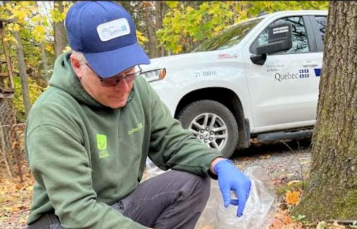 Waschbär-Tollwut ist 300 Meter von Quebec entfernt