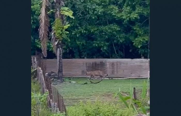 Ein Jaguar, gefilmt am helllichten Tag in Kourou im Pariacabo-Sektor