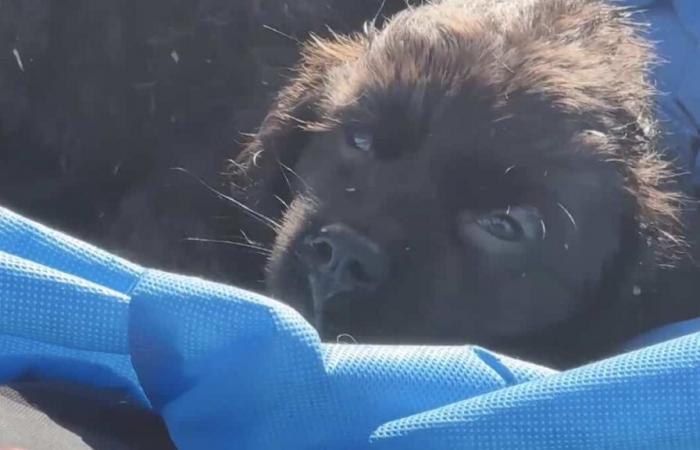 Mehr als 500 Tiere starben bei Brand in einem Einkaufszentrum in Texas