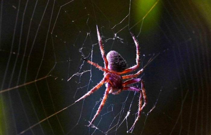 Wissenschaftler sorgt mit der Benennung von Spinnenarten für Aufsehen