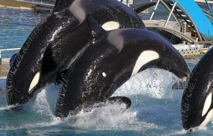 Nach mehr als 50 Jahren seines Bestehens hat das Marineland von Antibes an diesem Sonntag seine Türen für die Öffentlichkeit geschlossen