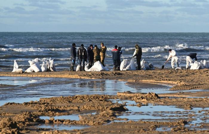 Ölpest in Russland | Mehr als 30 Wale im Schwarzen Meer tot aufgefunden