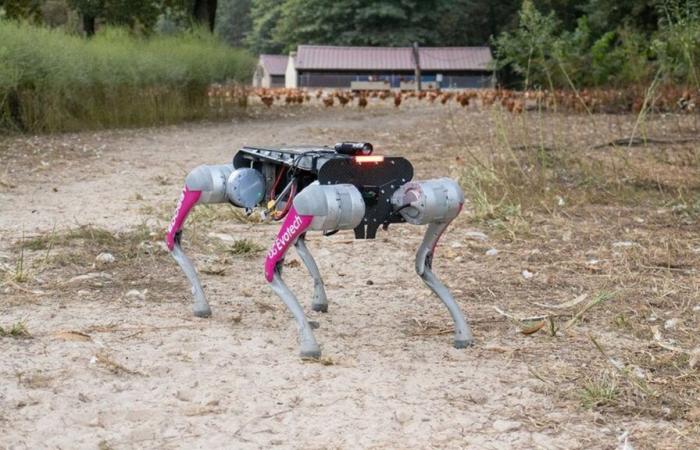 in den Landes ein Roboterhund mit tausend Kronkorken