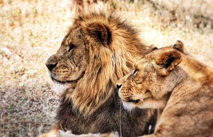 Ein 7-jähriges Kind wurde fünf Tage nach seinem Verschwinden in einem von Löwen befallenen Wildpark gefunden