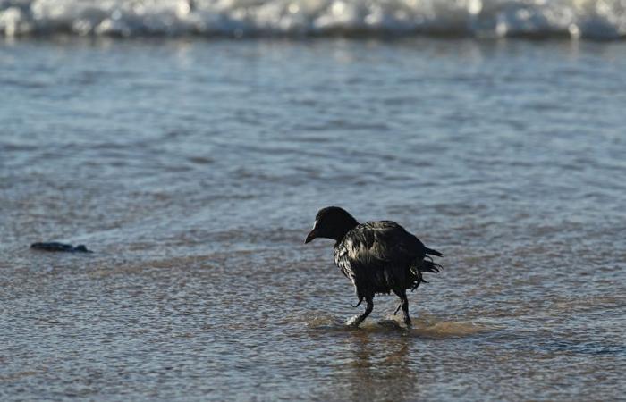 Ölpest in Russland | Mehr als 30 Wale im Schwarzen Meer tot aufgefunden