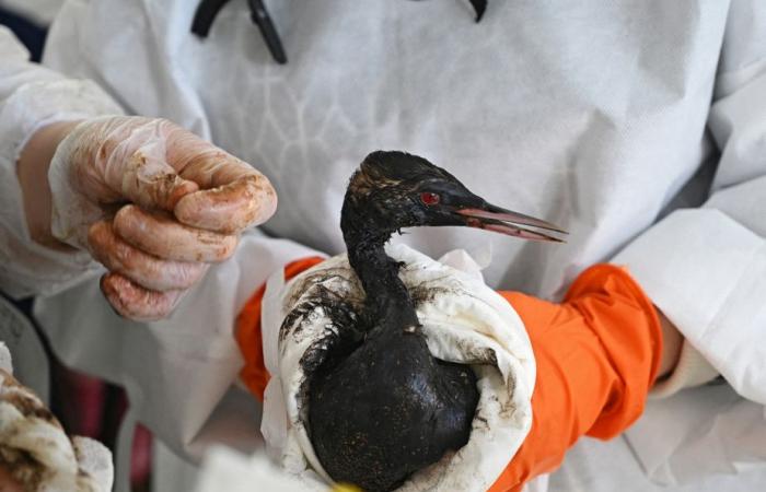 Ölpest in Russland | Mehr als 30 Wale im Schwarzen Meer tot aufgefunden