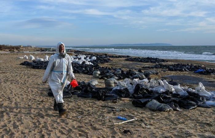 Ölpest in Russland | Mehr als 30 Wale im Schwarzen Meer tot aufgefunden