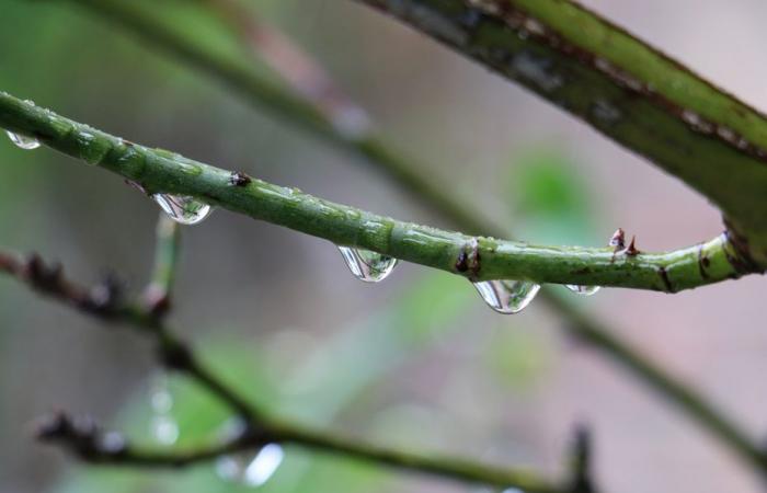 Wetterbericht. Wie ist das Wetter in Hauts-de-France an diesem Sonntag, 5. Januar 2025?