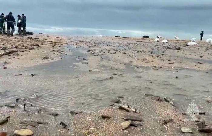 Mehr als 30 Wale tot im Schwarzen Meer aufgefunden (NGO)