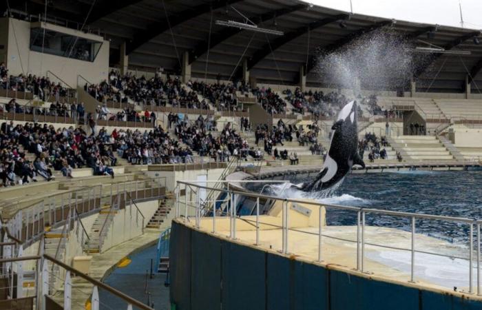 Drei Fragen zur dauerhaften Schließung des Marineland in Antibes, dem größten Meereszoo Europas