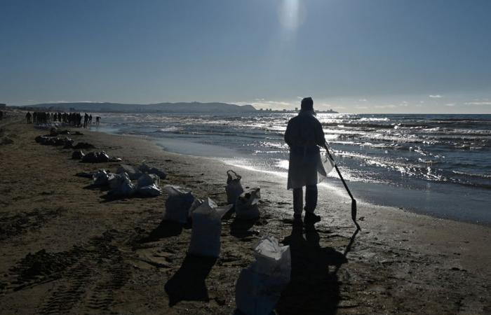 Ölpest in Russland | Mehr als 30 Wale im Schwarzen Meer tot aufgefunden