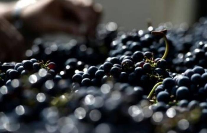 Der Bürgermeister von Châteauneuf-du-Pape kritisiert den trockenen Januar