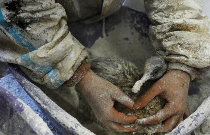 Ölpest in Russland | Mehr als 30 Wale im Schwarzen Meer tot aufgefunden