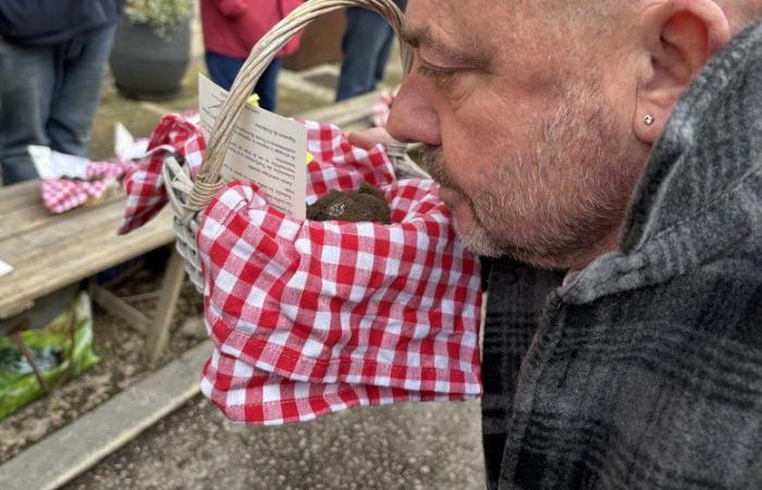 Trüffel werden seit Beginn der Saison Opfer von Schnecken