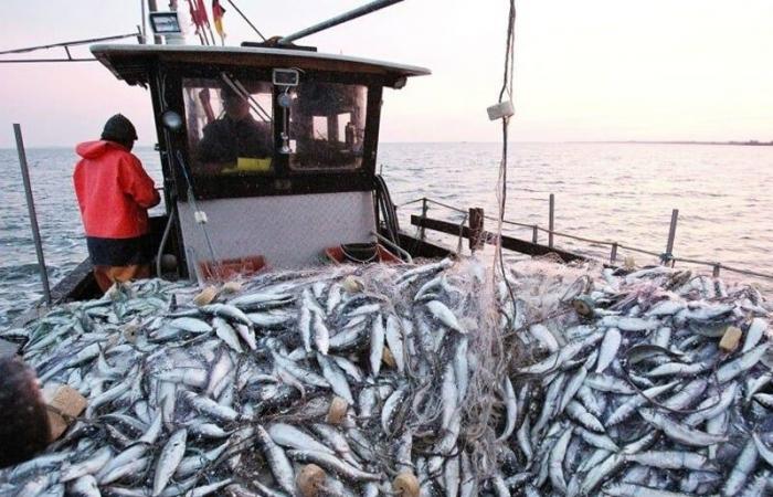 46 % Rückgang der Fischereianlandungen im Hafen von Tan-Tan