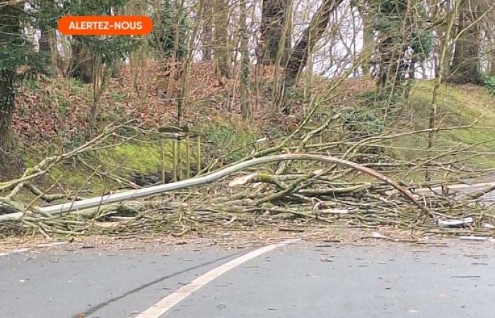 Als in Beloil ein Baum auf ein Auto stürzt, sind die beiden Insassen in ernstem Zustand