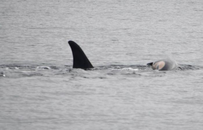 Wie Tahlequah, der Orca, der sich weigert, seine Jungen auszusetzen, selbst wenn er tot ist, (wieder) zum Symbol geworden ist