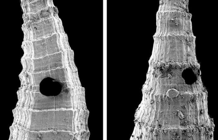 Kambrische Fossilien zeugen vom ältesten bekannten Evolutionsduell