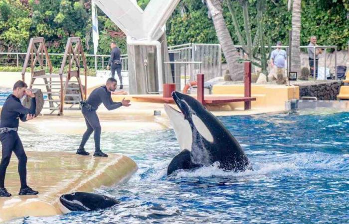 Welches Schicksal erwartet die 4.000 Tiere im Wasserpark?