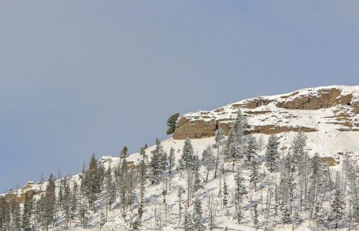 Können Sie den „Elchkopf“ im Schnee im Yellowstone entdecken?