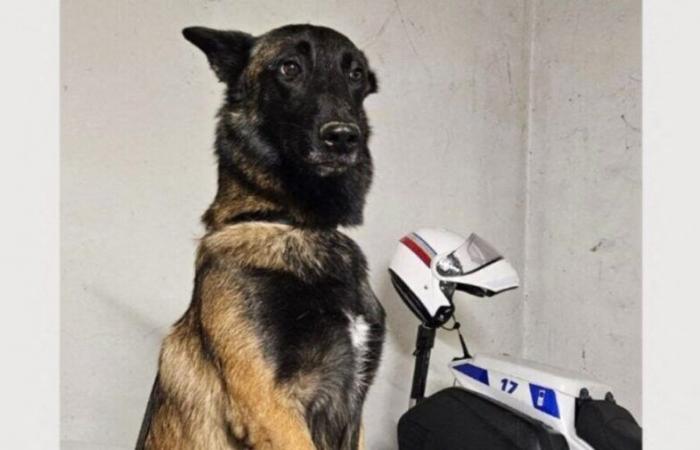 Ein „dummer und schrecklicher Unfall“ führte zum Tod von Cookie, dem Polizeihund aus Tarn