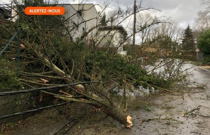 Als in Beloil ein Baum auf ein Auto stürzt, sind die beiden Insassen in ernstem Zustand