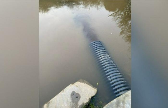 Abfluss von „grauem“ Wasser in diesem Kanal in der Loire-Atlantique: Das ist die Erklärung