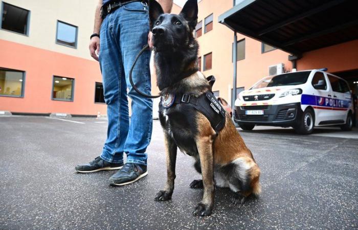 Cookie, der erste Spürhund der Tarn-Nationalpolizei, starb, als er von einem Lastwagen überrollt wurde