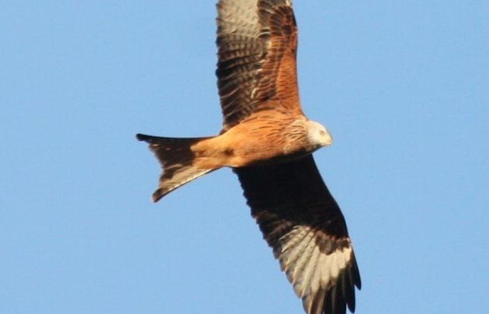 Leidenschaftliche Ornithologen erfassen in der Abteilung Greifvögel