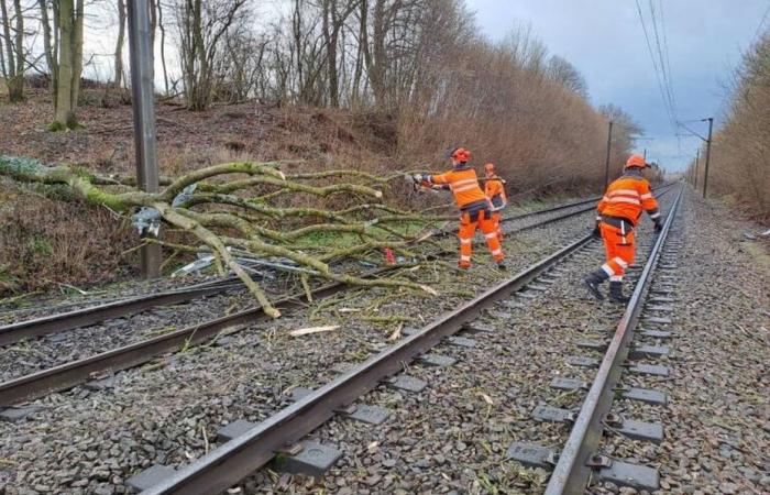 Passagiere eines TER-Zuges blieben aufgrund eines umstürzenden Baumes in der Somme auf den Gleisen stecken