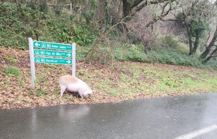 Ein Schwein geht in Trébeurden an den Strand