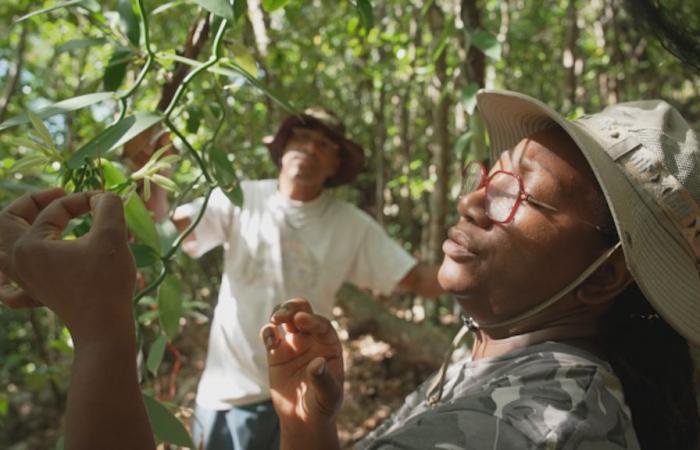 „Guadeloupe, Samen der Zukunft“, ein neuer Dokumentarfilm, der am 6. Januar auf Guadeloupe La 1ère ausgestrahlt wird