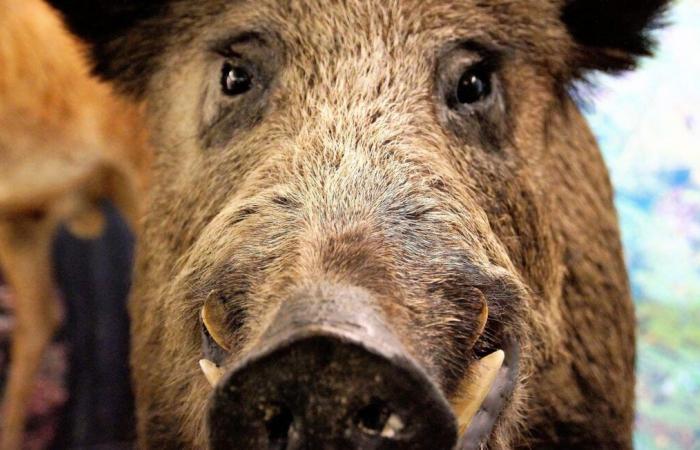 Eine „100 % Halal“-Metzgerei musste dringend geschlossen werden, sie verkaufte Wildschweine