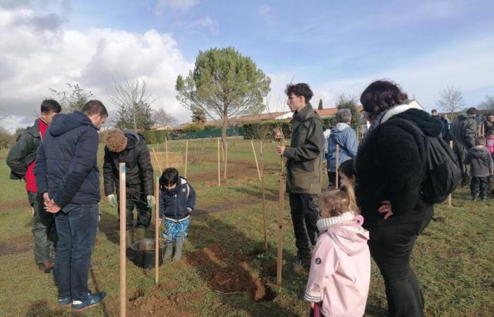 „Waldschöpfer“ gibt dem Azuré du Serpolet Raum