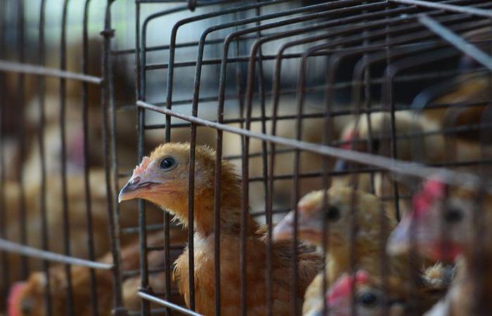 Erster schwerer Fall von Vogelgrippe beim Menschen: Amerikanischer Patient, der mit dem H5N1-Virus infiziert ist, stirbt