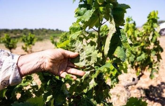 Hinter Winzern in der Krise stehen übermächtige Genossenschaften