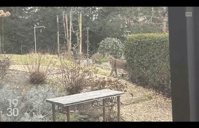 In einem Garten wurde ein Luchs gesichtet