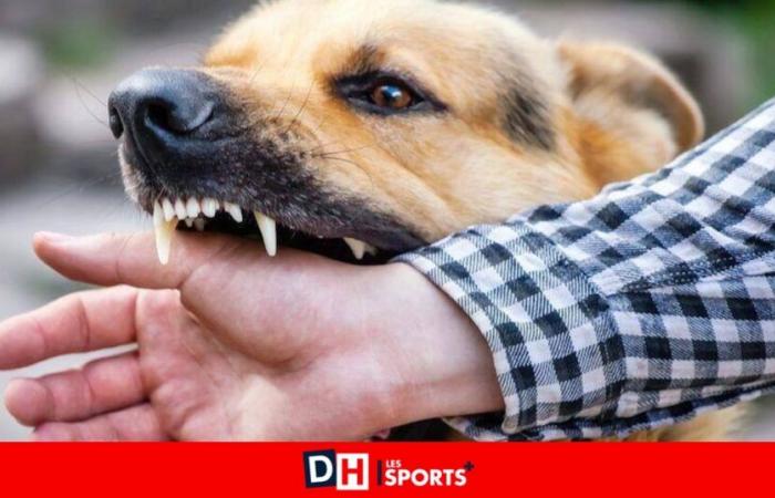 Kind in Mons von Hunden getötet: „Hunde bleiben Raubtiere, sie sind alle gefährlich“, warnt ein Tierarzt und Hundeverhaltensforscher