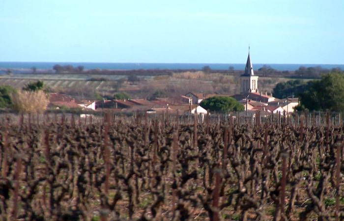 Dieser Weinberg wird durch eine Hochgeschwindigkeitsstrecke demnächst um 10 % seiner Fläche verkleinert