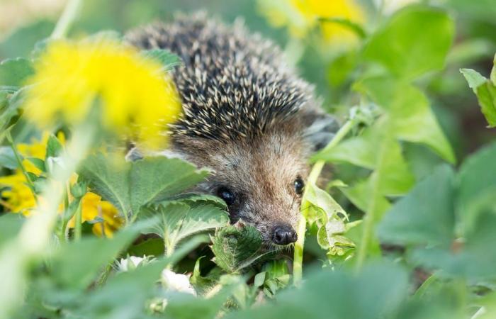 So sorgen Sie dafür, dass die Tierwelt in Ihrem Wintergarten gedeiht