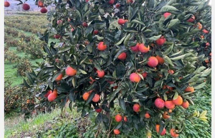 „Die Moro-Orange aus Sizilien verdient es wirklich, bekannt zu werden! »